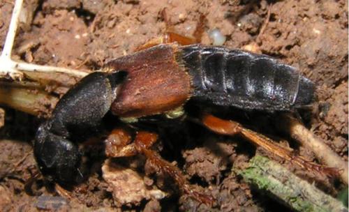 Réf. 333 456 : Staphylinus caesareus